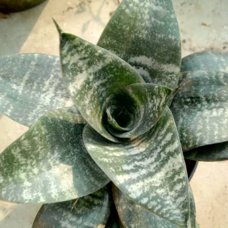 plant image 1423248