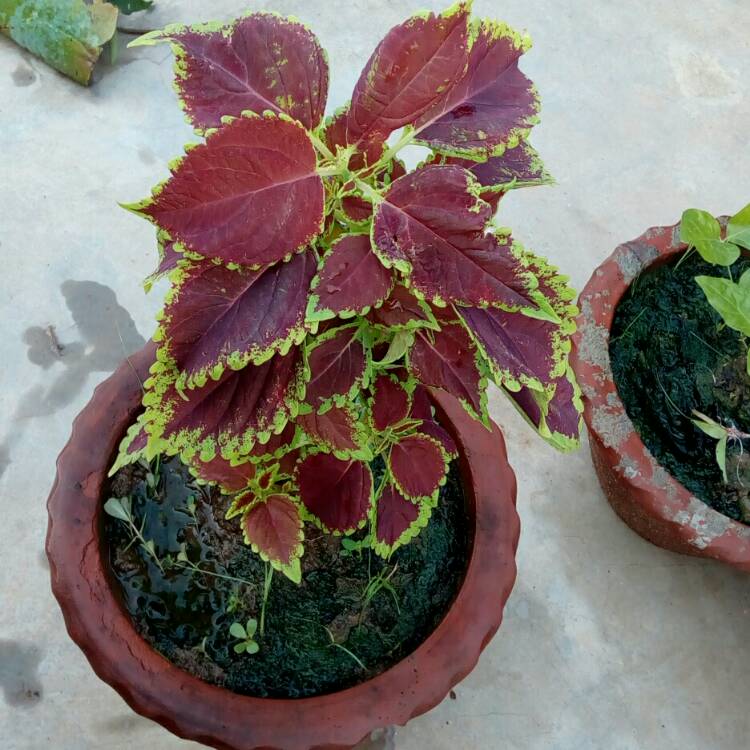 Plant image Plectranthus scutellarioides 'Red Roof'