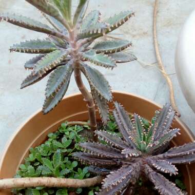 Kalanchoe daigremontiana syn. Bryophyllum daigremontianum