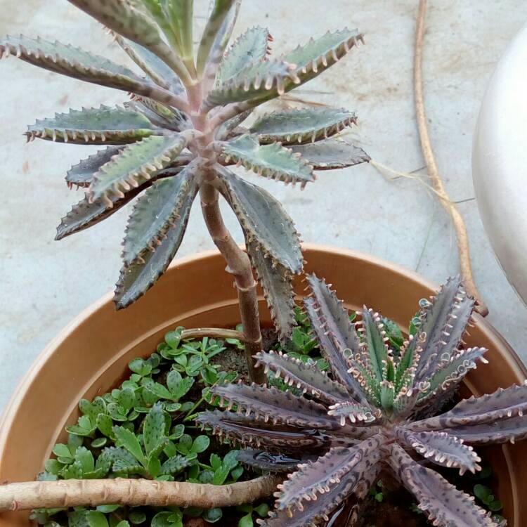 Plant image Kalanchoe daigremontiana syn. Bryophyllum daigremontianum