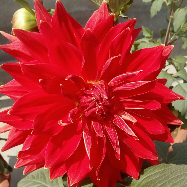 Plant image Dahlia 'Bryn Terfel'