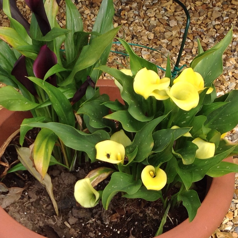 Plant image Zantedeschia elliottiana 'Picasso'