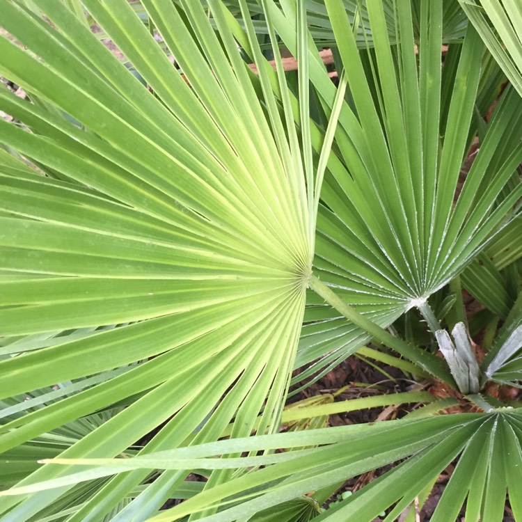 Plant image Brahea edulis