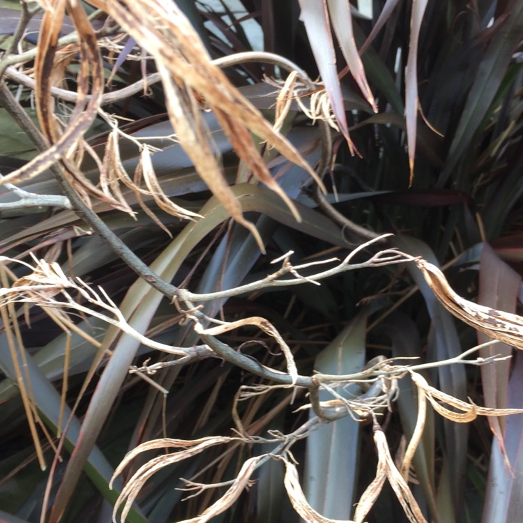 Plant image Phormium cookianum 'Black Adder'
