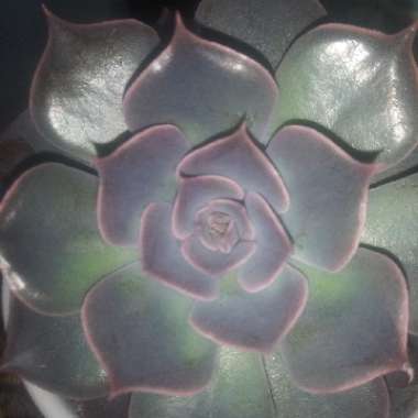 Echeveria Punita