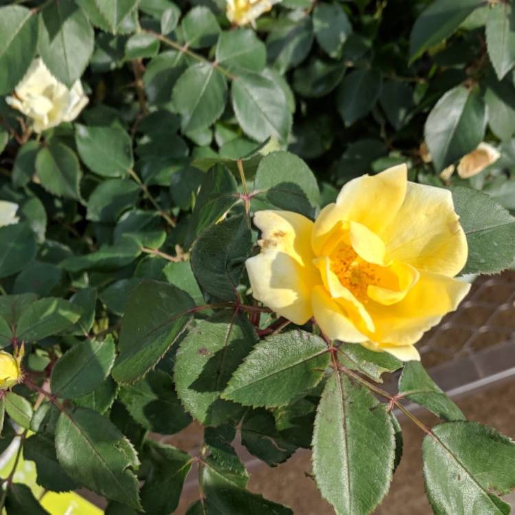 Plant image Rosa 'Old Scotch Yellow'