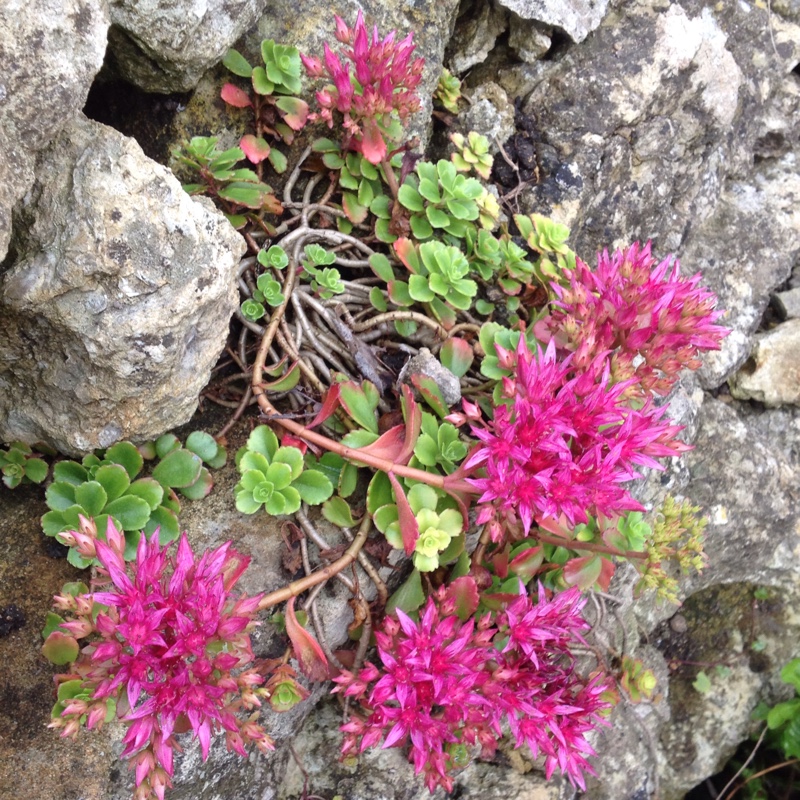 Sedum Spurium 'Red Carpet'