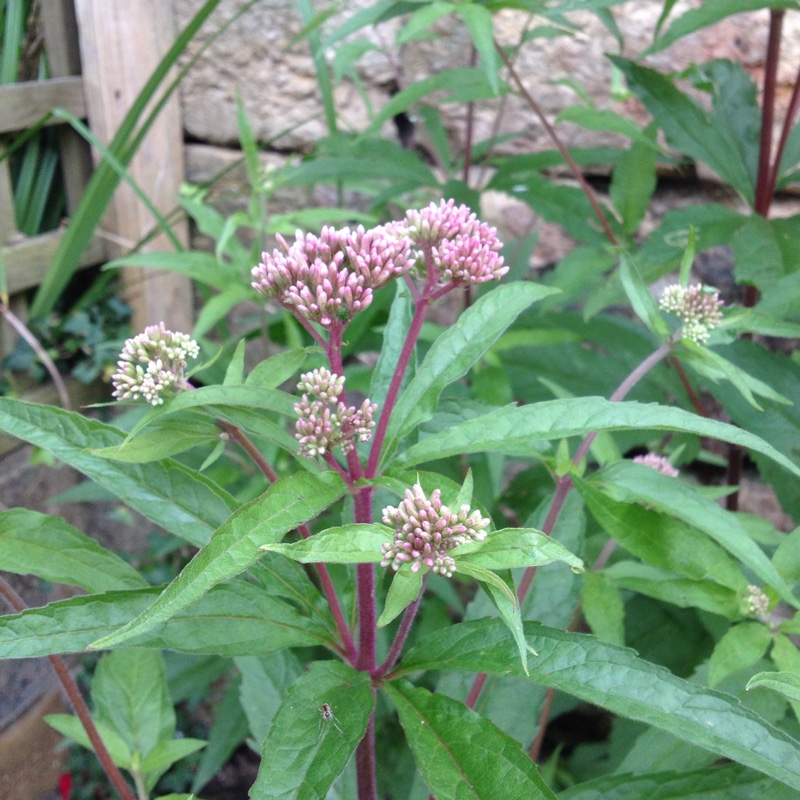 plant image 162921
