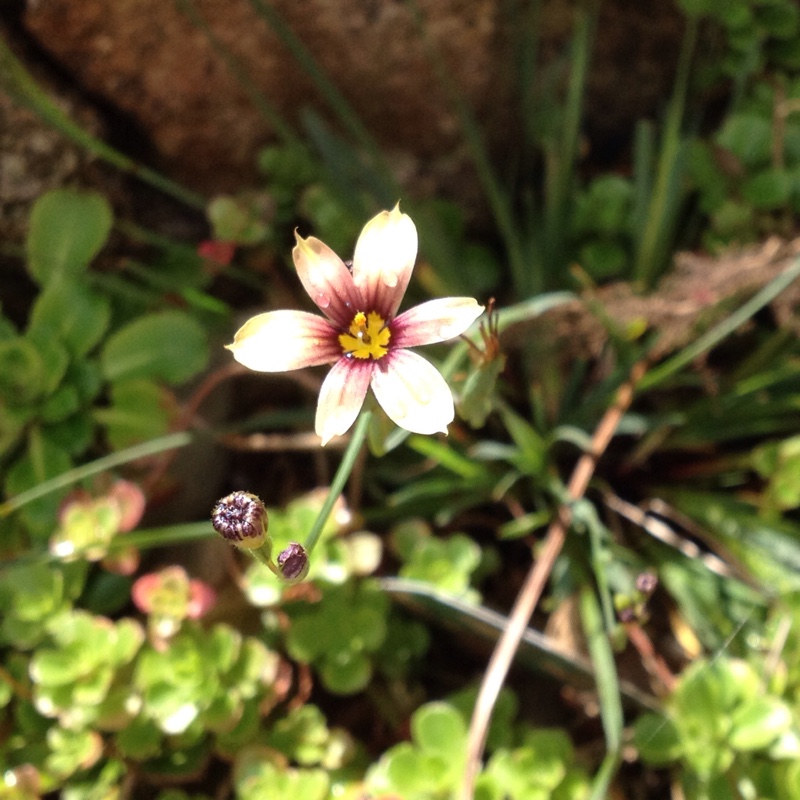 Plant image Sisyrinchium 'Biscutella'