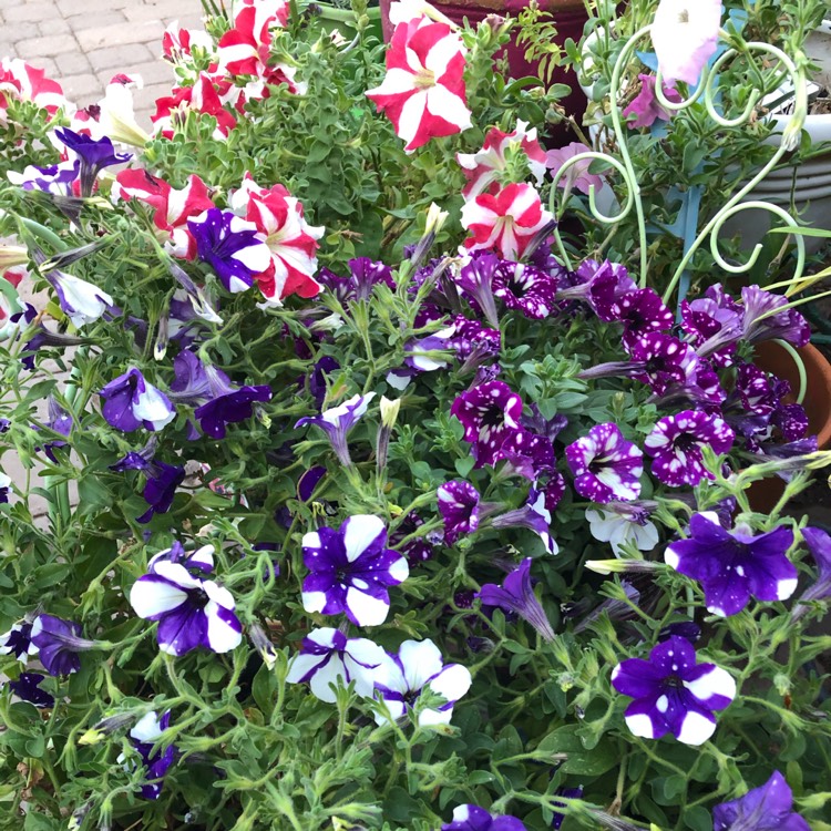Plant image Petunia 'Starry Night'