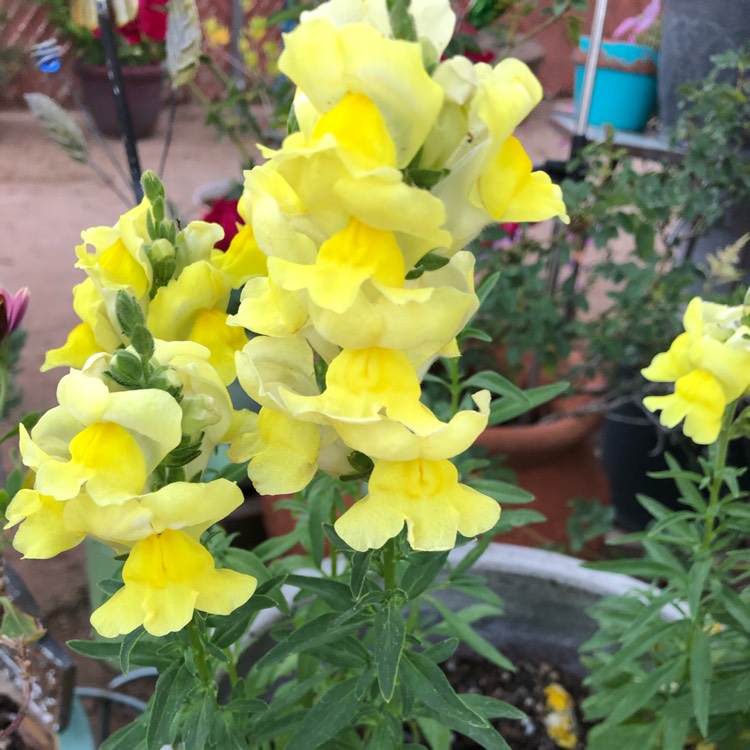 plant image 1294815