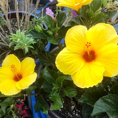 Hibiscus Sunset Yellow