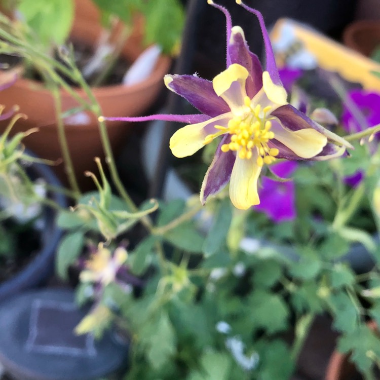 plant image 1313904