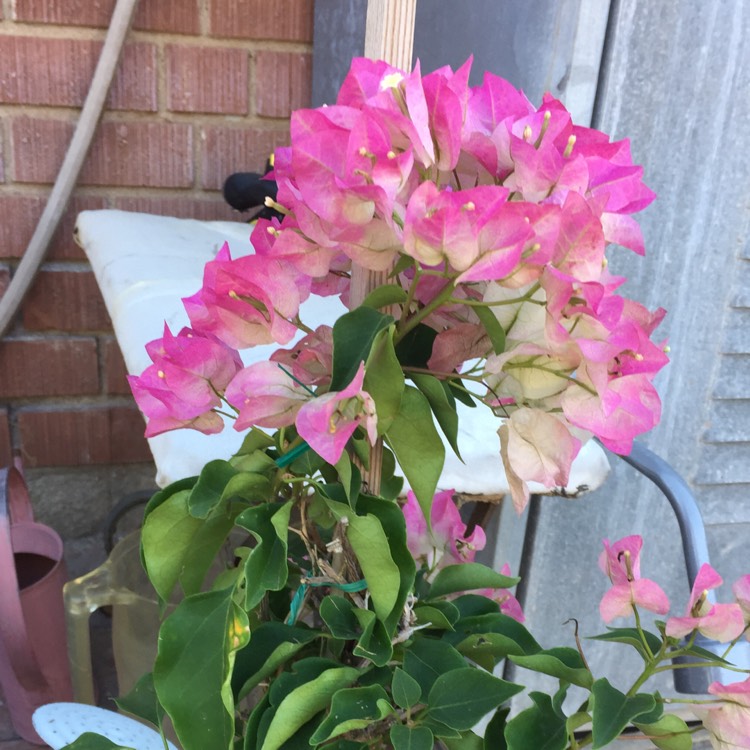 Plant image Bougainvillea 'Imperial Thai Delight'