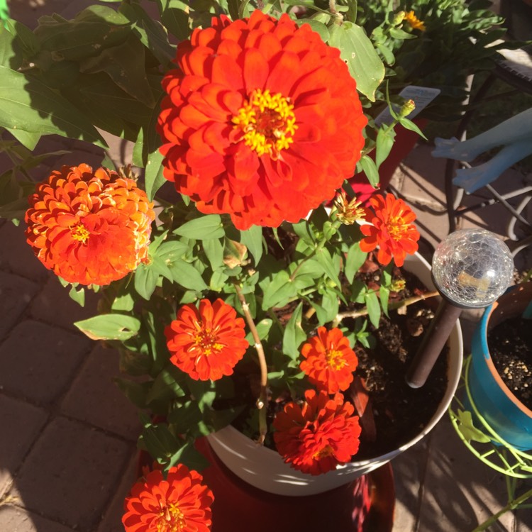 Plant image Zinnia elegans 'Orange King'