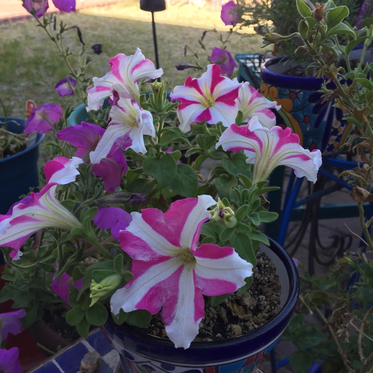 Plant image Petunia 'Sunsurfcoparu' (Surfinia Series) syn. Petunia 'Patio Hot Pink'