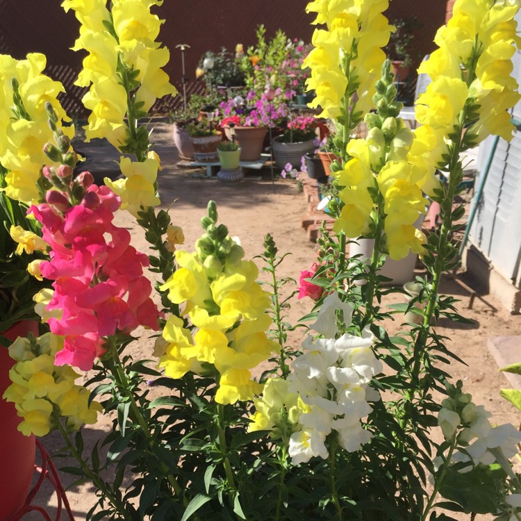 plant image 670035