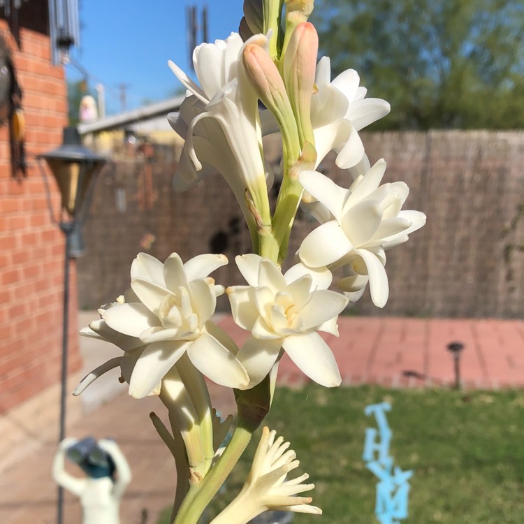 Plant image Polianthes tuberosa