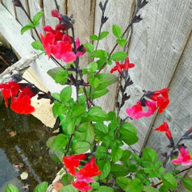Salvia 'Royal Bumble'