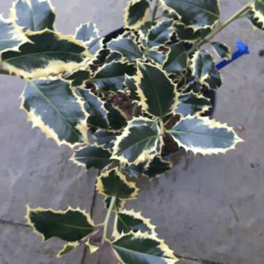 Common Holly 'Golden van Tol'