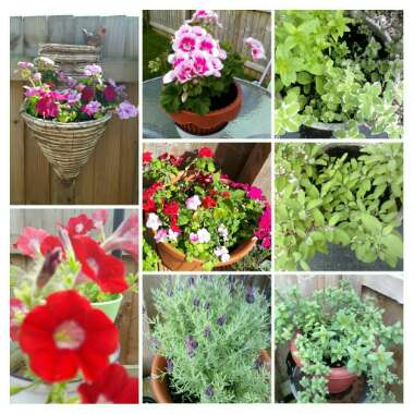 Maggie's garden