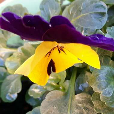 Pansy