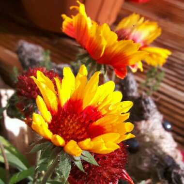 Blanket Flower