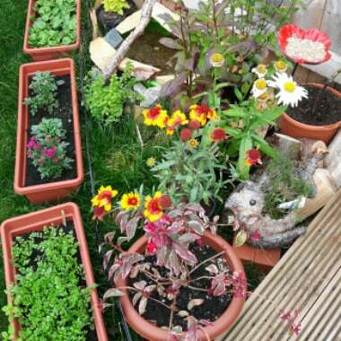 Maggie's garden
