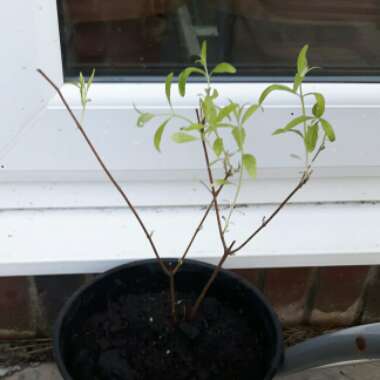 Butterfly Bush
