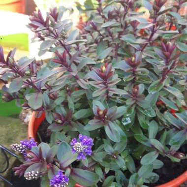 Shrubby Veronica 'Ruby Port'