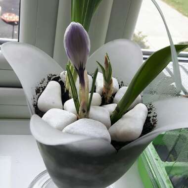 Crocus (Spring)