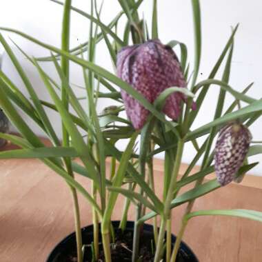 Snake's Head Fritillary