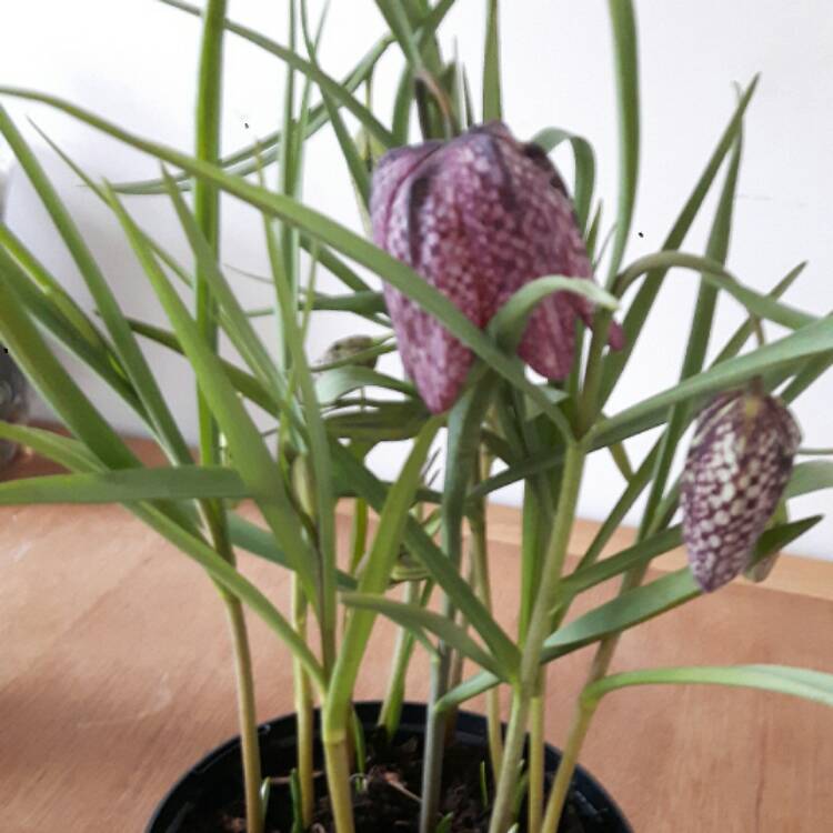 plant image 320355
