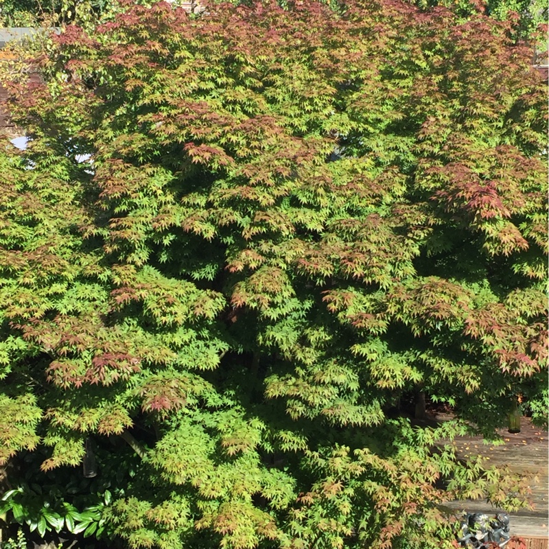 Cut Leaf Japanese Maple 'Green Lace'