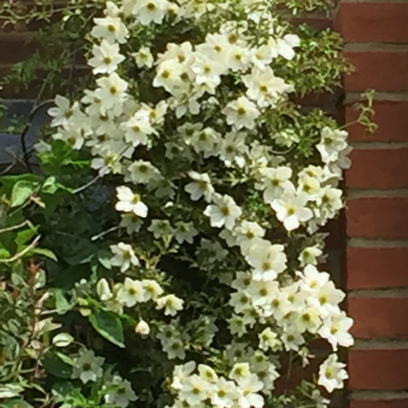 Margaret's garden