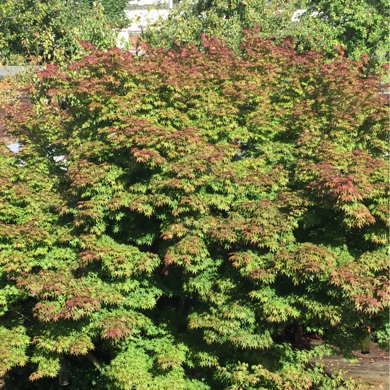 Margaret's garden