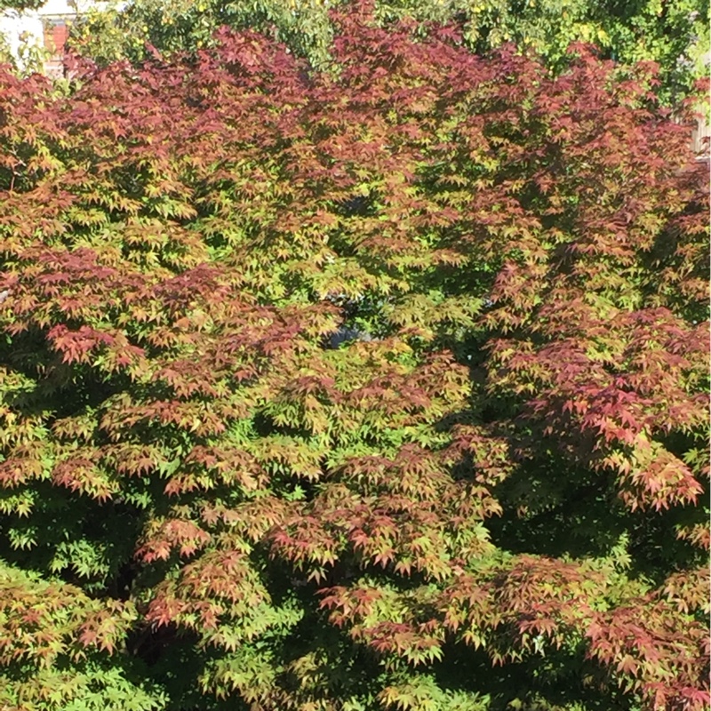 Margaret's garden