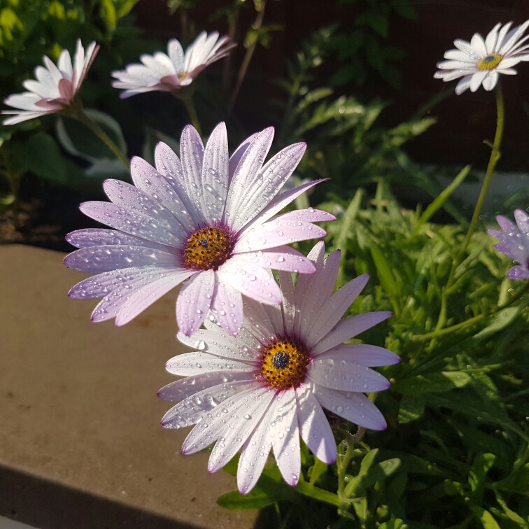 Plant image Osteospermum Ecklonis 'Akila White Purple Eye'