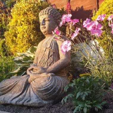 Brett's garden