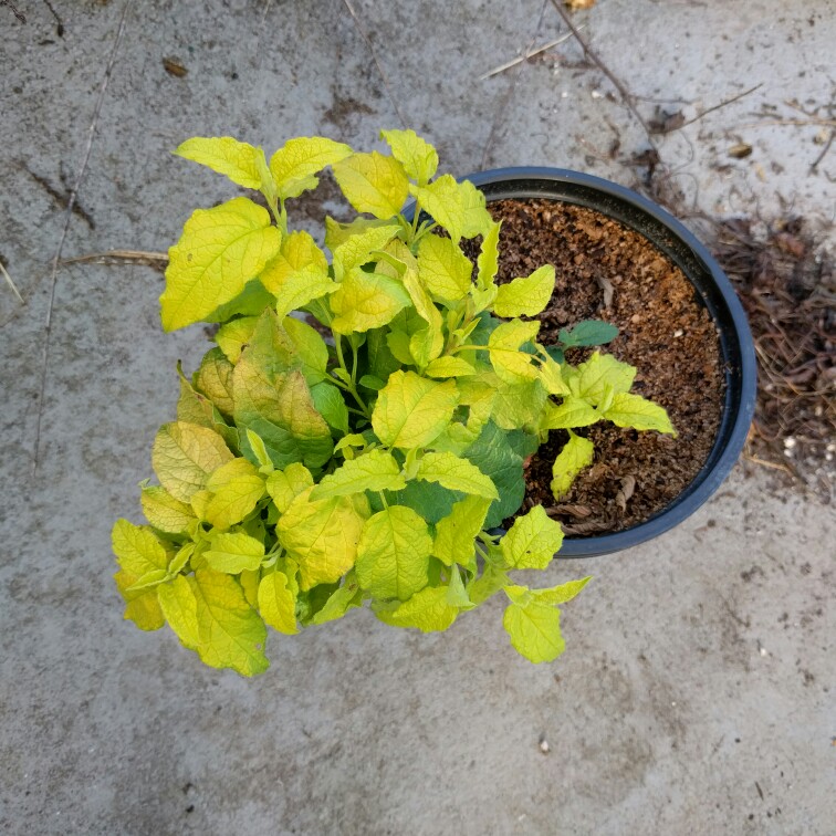 plant image 106796