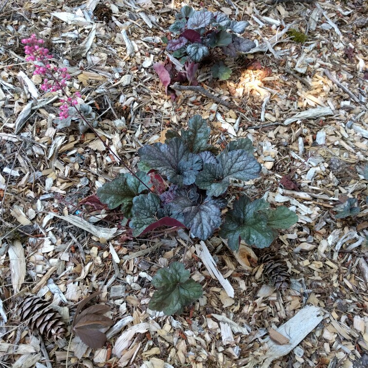 plant image 110036