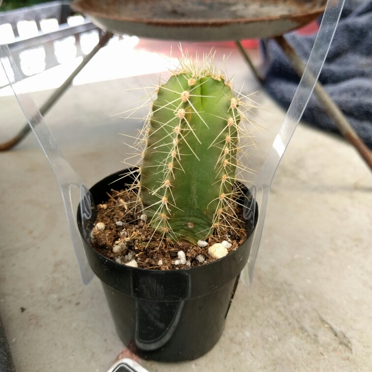 plant image 179559