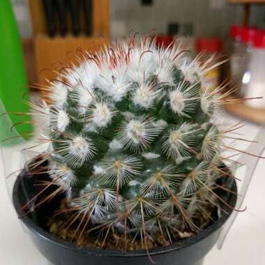 Mammillaria bombycina