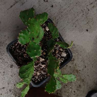Argentina Cactus