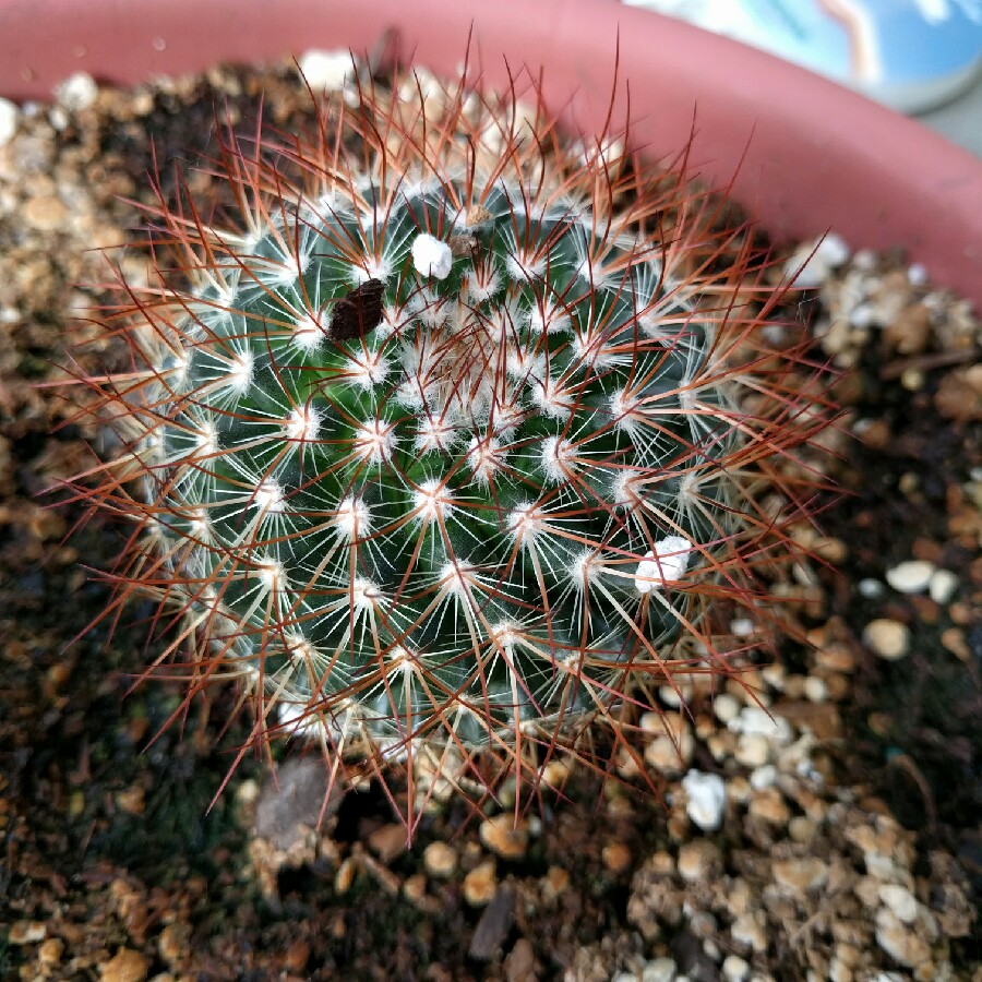 Plant image Mammillaria rhodantha