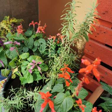 Maher's garden