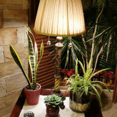 Maher's garden