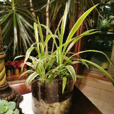 Maher's garden