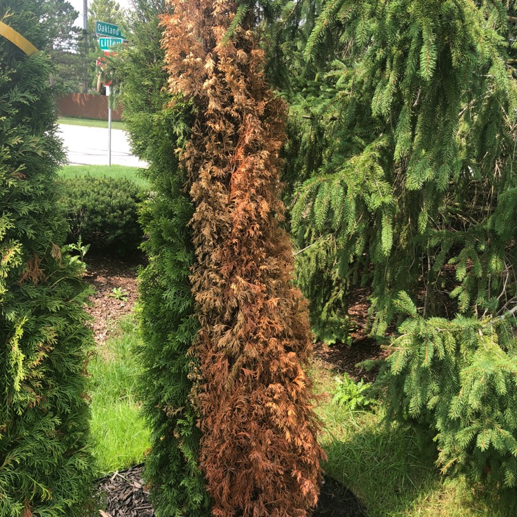 Plant image Thuja occidentalis 'Emerald Green'