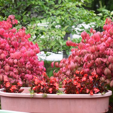 Maha's garden